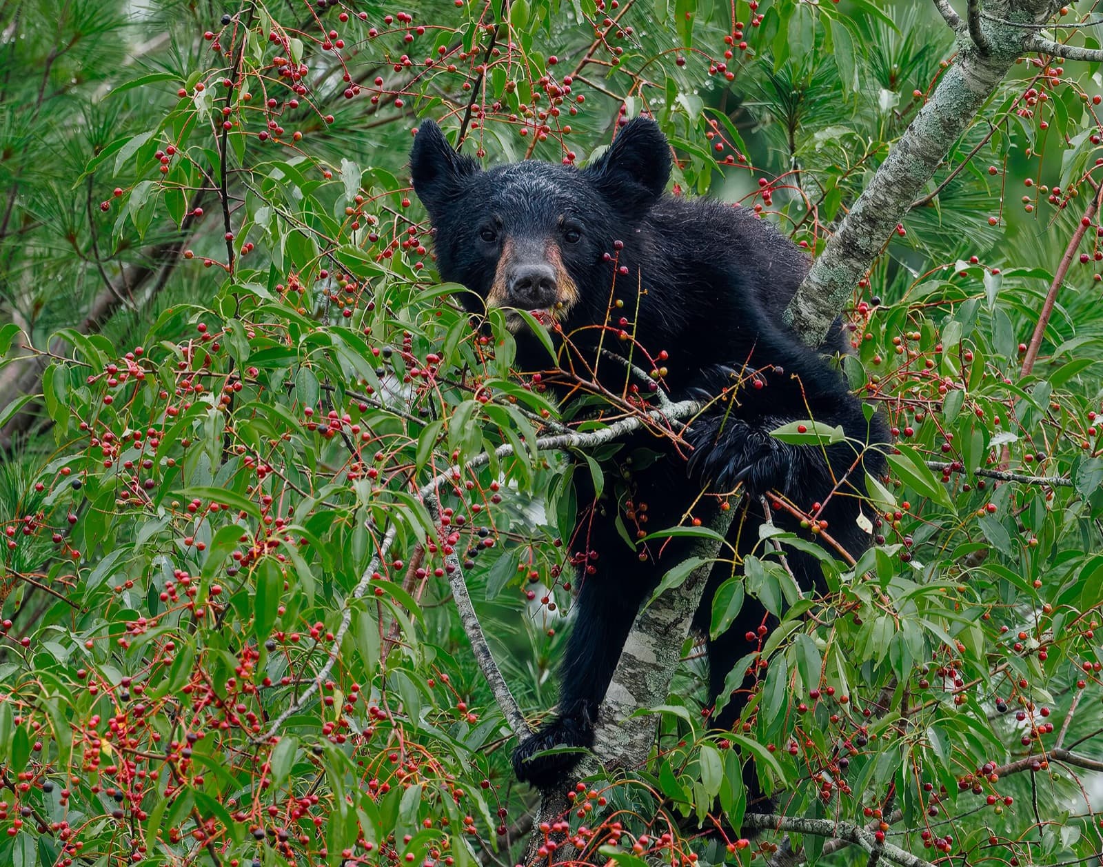 Western, Alaskan, and North American bear conflict and safety response