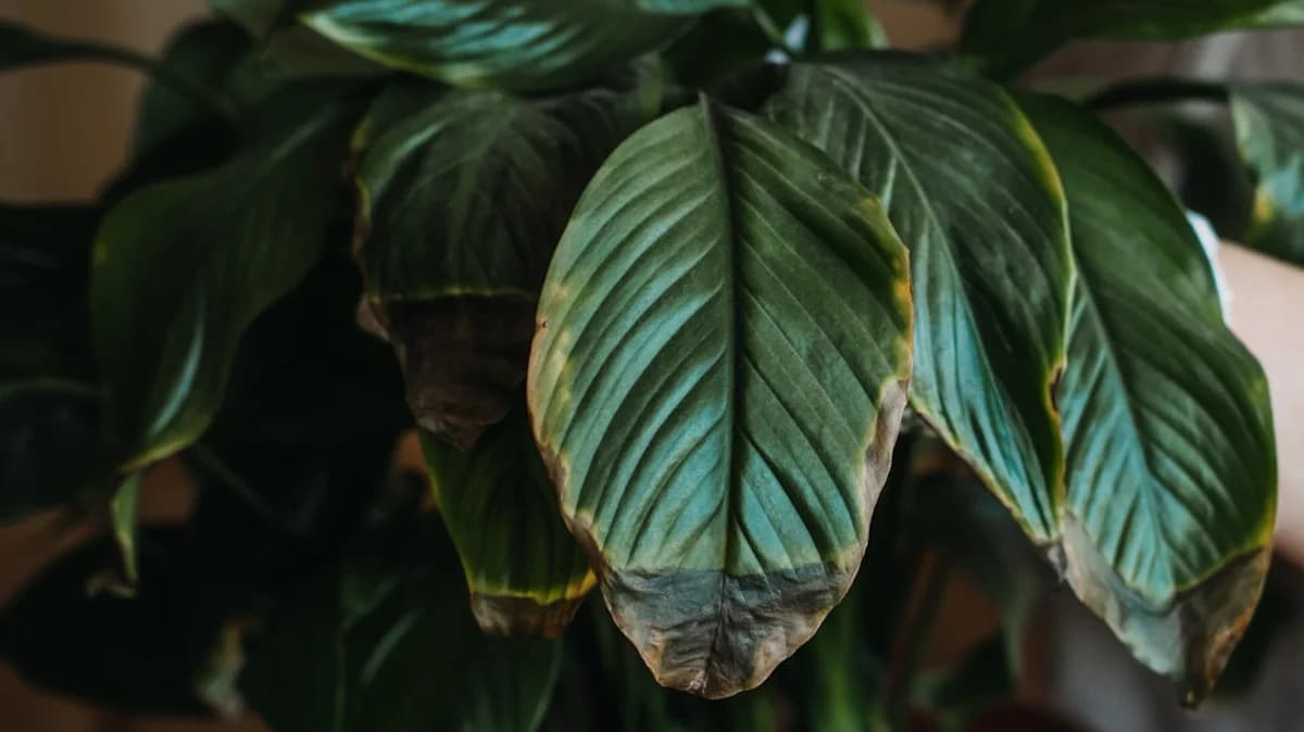 Why Your Peace Lily's Leaves Are Turning Black (And How ...