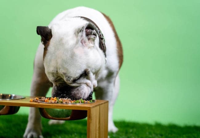 How to Support Your Dog's Immune Health - AskAVet.com
