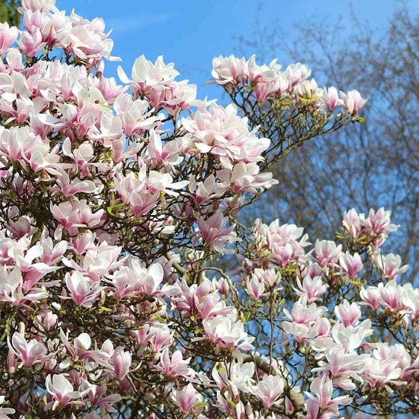 Magnolias - an ancient lineage and uncertain future