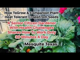 Easy Way To Grow Heat Tolerant Crops From Seeds. Companion Planting To Repel Insects. 8A North Texas