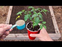 5 Mistakes That Will DESTROY Your Tomatoes…