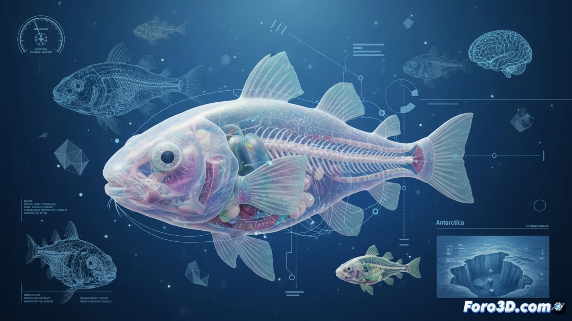 3D Modeling of the Antarctic Ice Ghost Snailfish