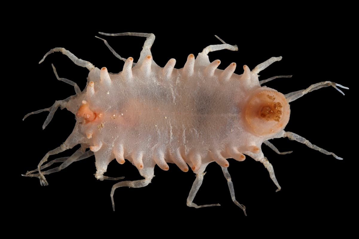 Revealing deep-sea life: memorable new species discovered by RV Investigator - CSIRO
