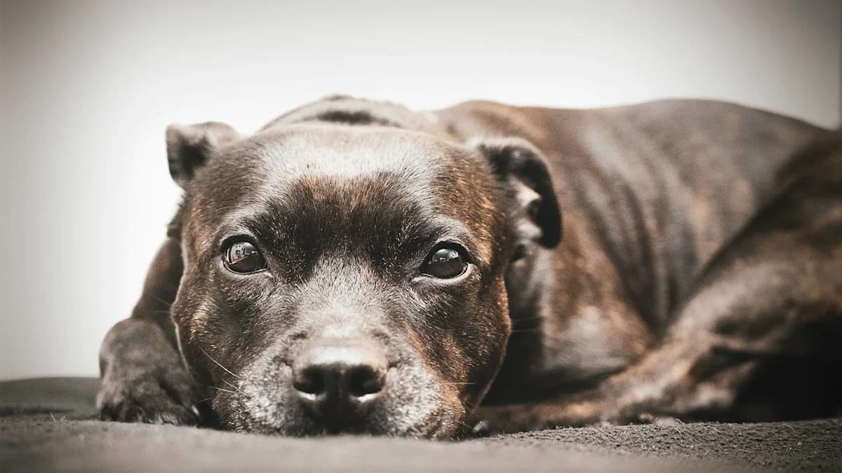 Abused Rescue Dog Was 'Scared of Hands'—and Now He ...