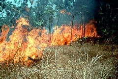 New science on wildfire