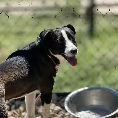 🐶 Playful, Loyal & Loving Dogs Ready for Adoption in Weatherford
