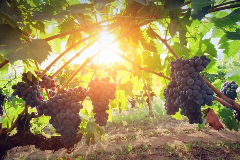 California wineries welcome a harvest that may be 50% ...