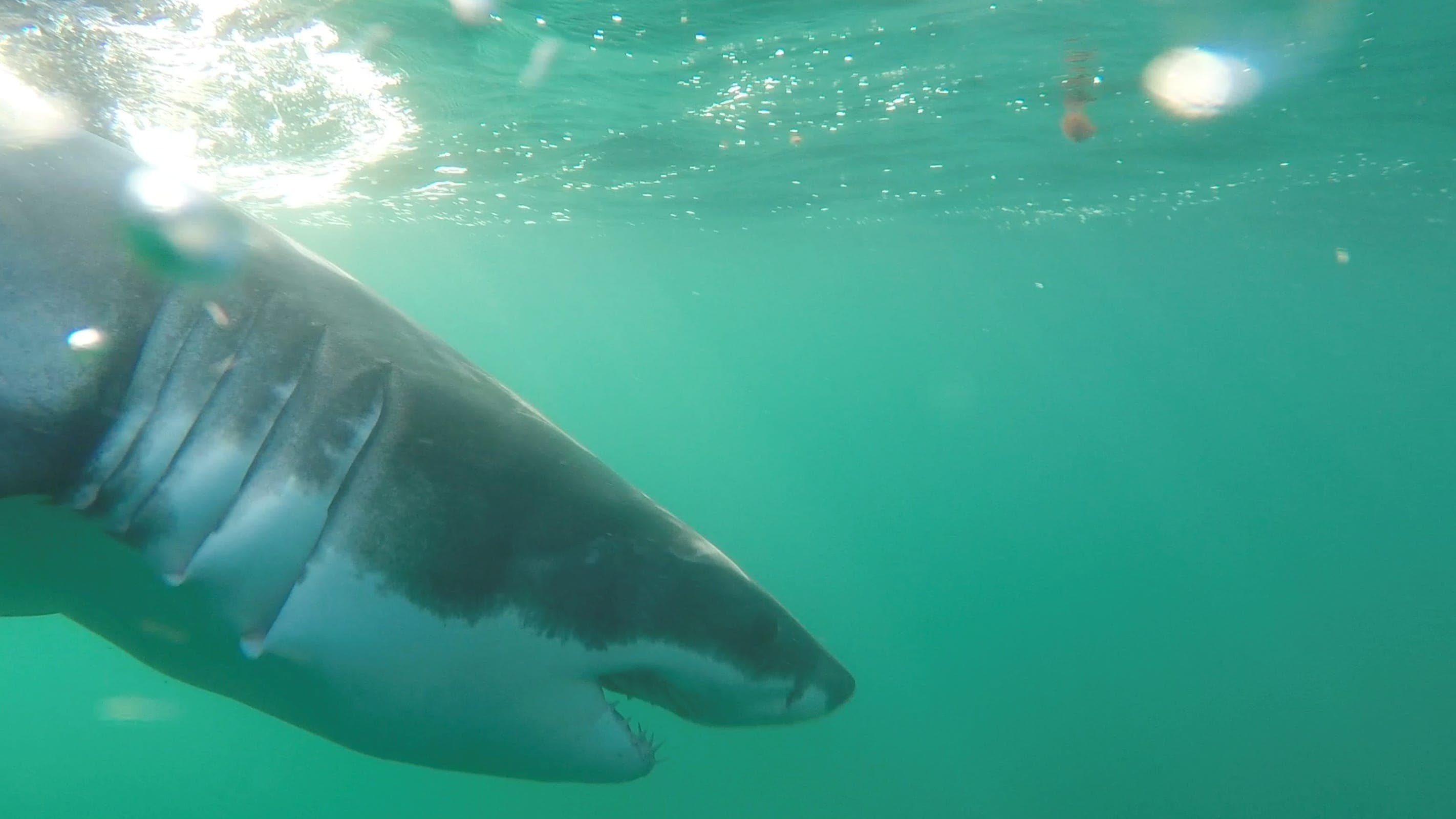 Parade of great white sharks continues as Cross reaches New Jersey