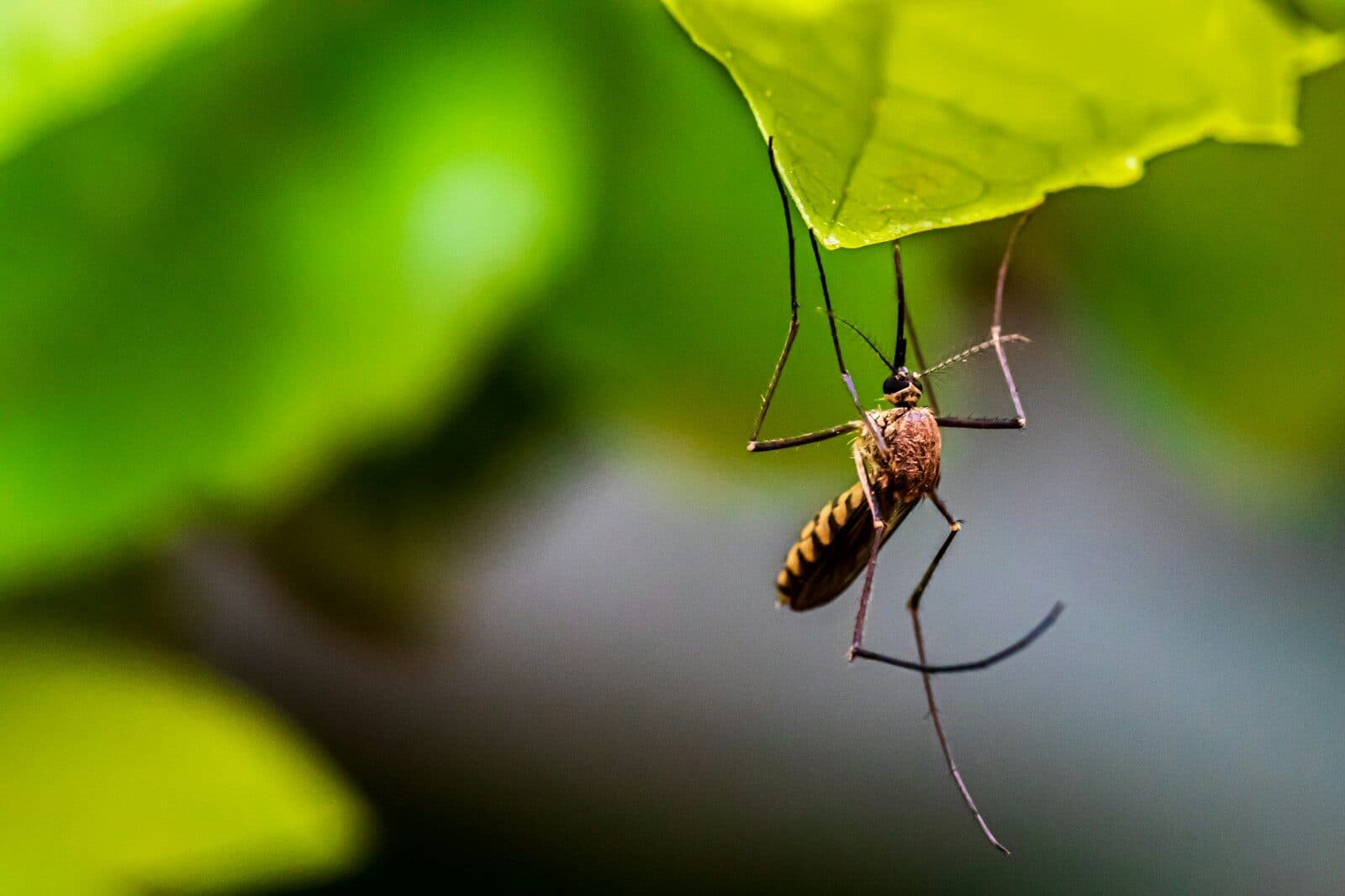 10 US Cities Where Climate Change Is Making Mosquito Season Much Longer
