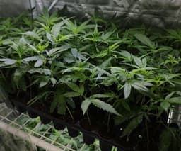 New Federal Restrictions Impact THC Industry