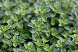 Sweet Marjoram – Growing Guide