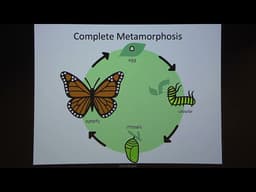 Missoula Butterfly House & Insectarian's Bugs & Brews - Early Season Butterflies in Western Montana