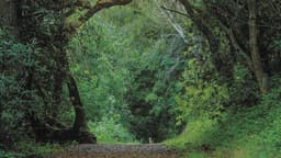 Leona Canyon Open Space Regional Preserve | East Bay Parks