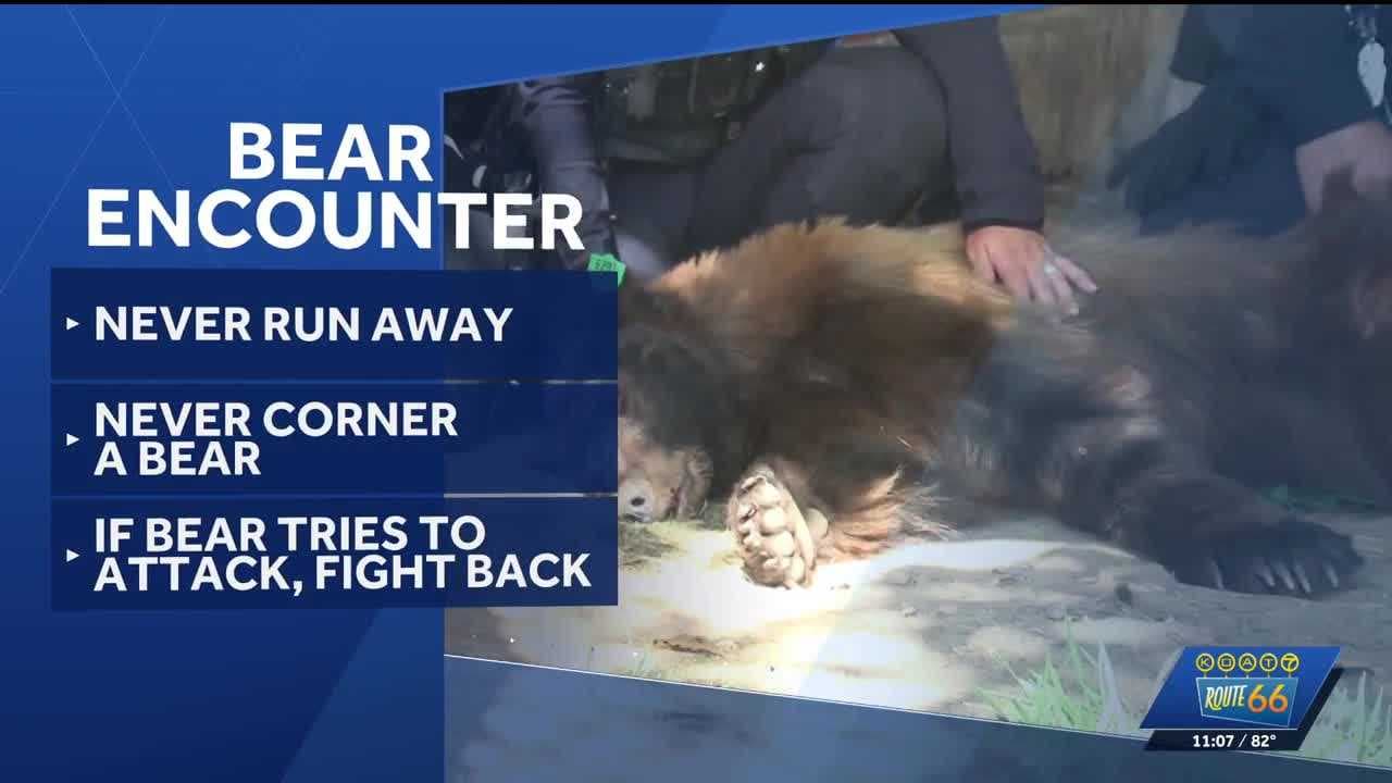 What to do if you encounter a bear in New Mexico