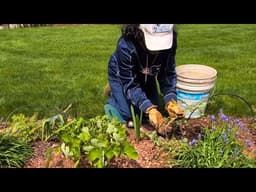 Planting, Dividing & Moving Plants || Real Life Gardening