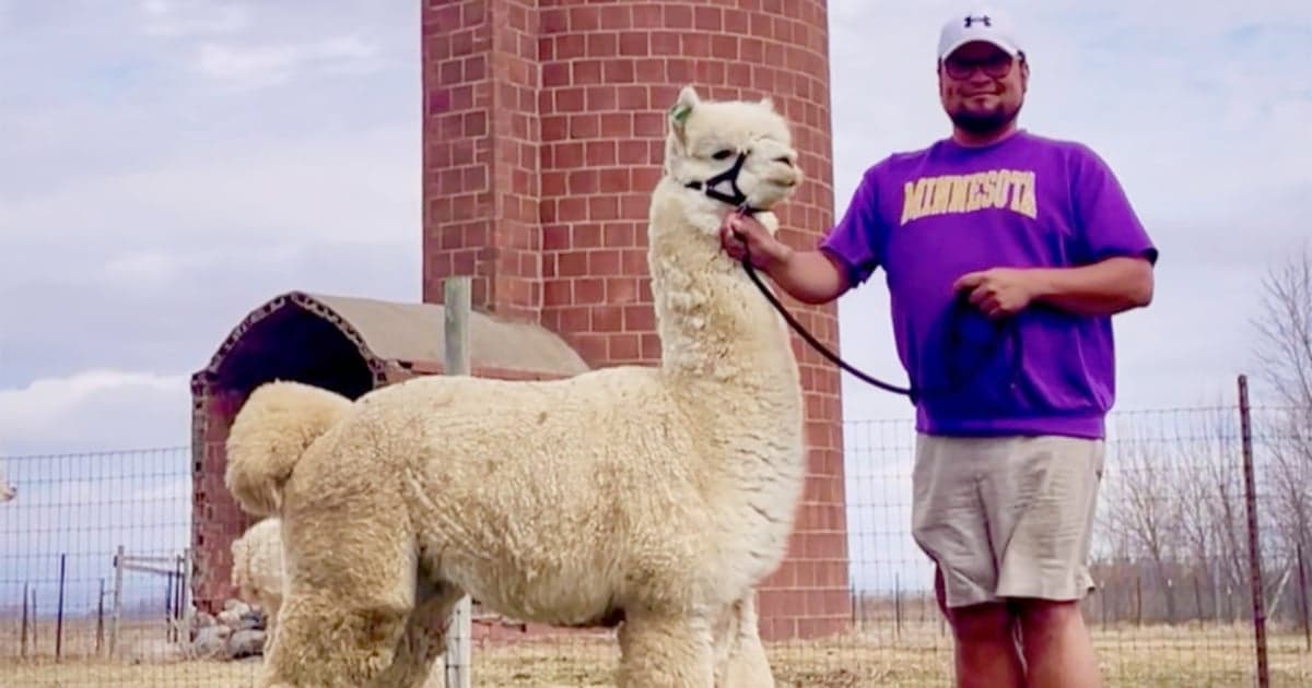 Wheel of Fortune spins in alpaca farmer’s favor