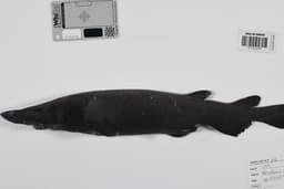 More than 100 new deep-sea species discovered in Coral Sea | The Independent