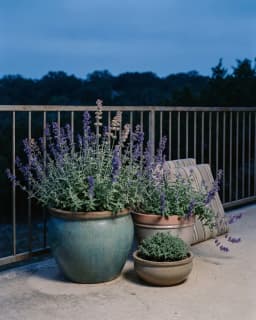 Growing catmint in containers for a fragrant pollinator-friendly balcony