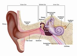 Hearing Loss and Dementia Research