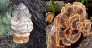 EurekAlert! COVID-19 Online Newsroom - Latest News Releases