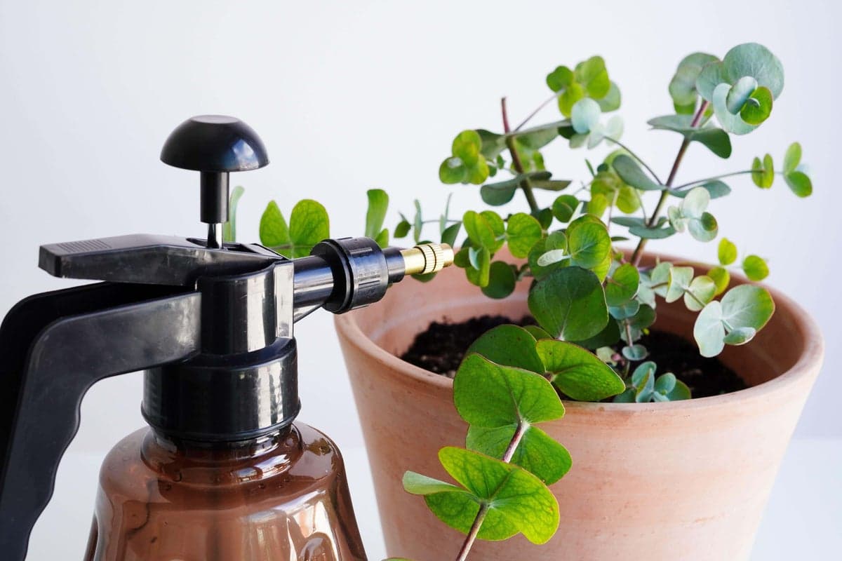 Are you overwatering your houseplants? | The Independent