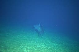 Incredible photos as 110 new species discovered deep in Aussie waters - Yahoo News Australia