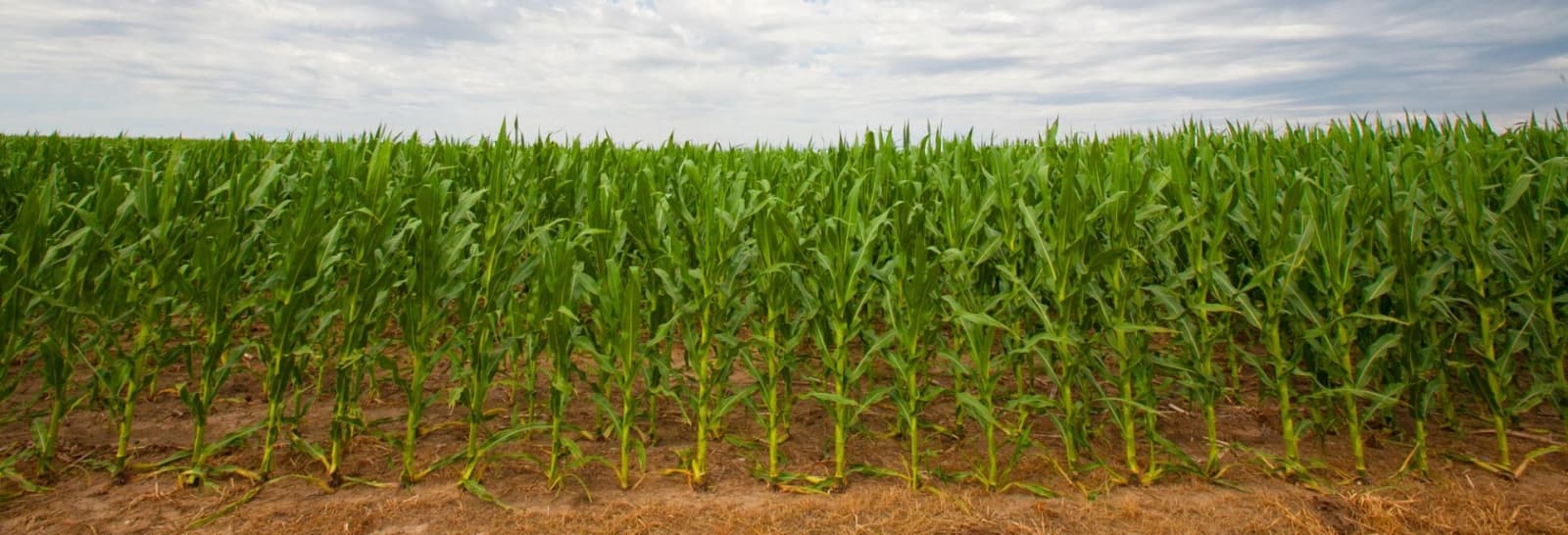 U.S. Supreme Court Rules for Monsanto in Glyphosate Case