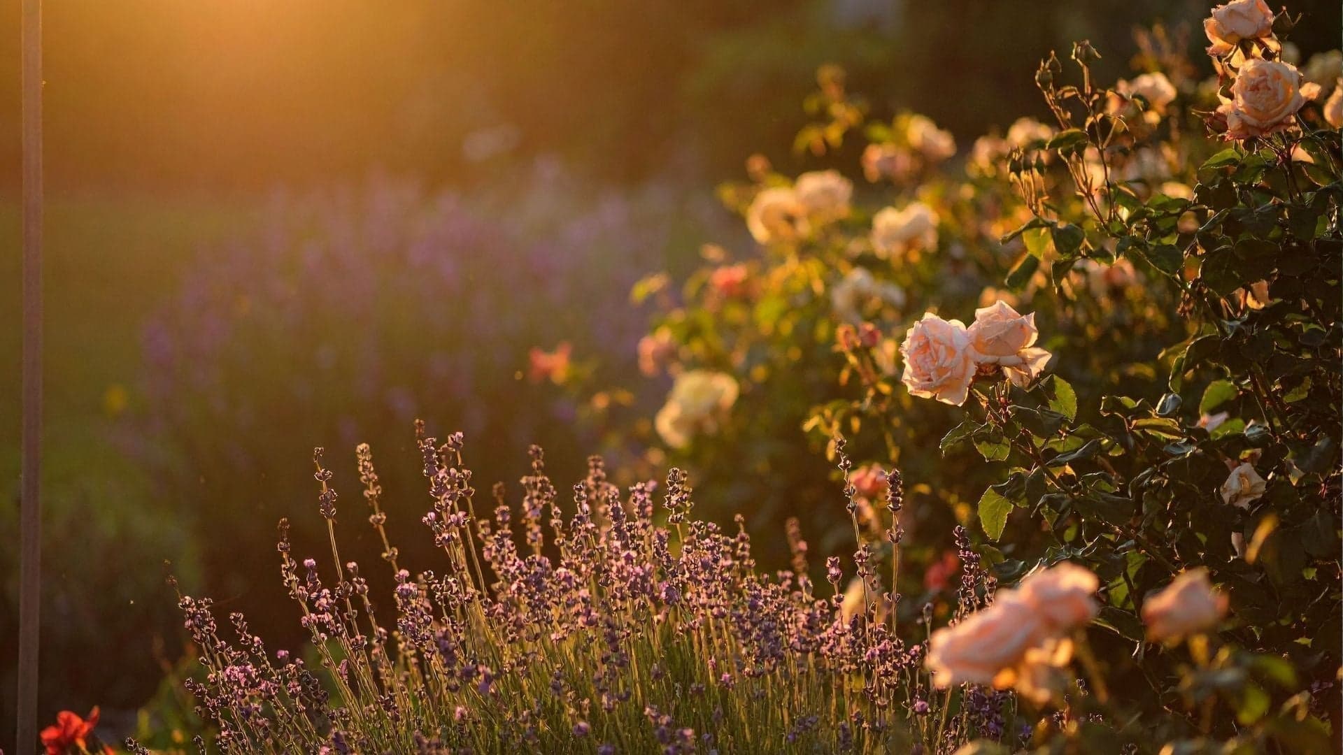 Summer Gardening Tips: Beat the Heat & Drought in July
