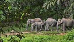 Keralam government hikes compensations for human ...