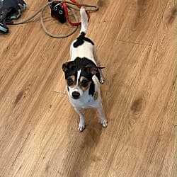 Chihuahua/Toy Fox Terrier. Meet Damon a Pet for Adoption