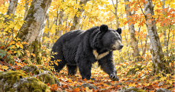 Why Asiatic Black Bears Come Down: Beech Mast and ...