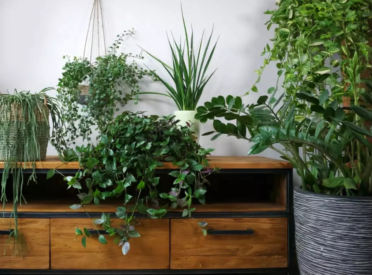 Indoor Plant Care: Light, Water, and What Actually Works