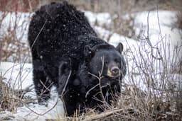 Provincial bear biologist shares survival tips after fatal ...
