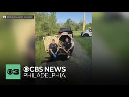 Wild bear captured in South Whitehall Township, Pennsylvania