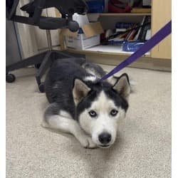 Jurupa Valley, CA - Husky. Meet PETEY a Pet for Adoption