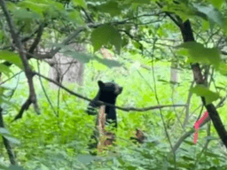 Hillsdale police warn of bear spotted near school