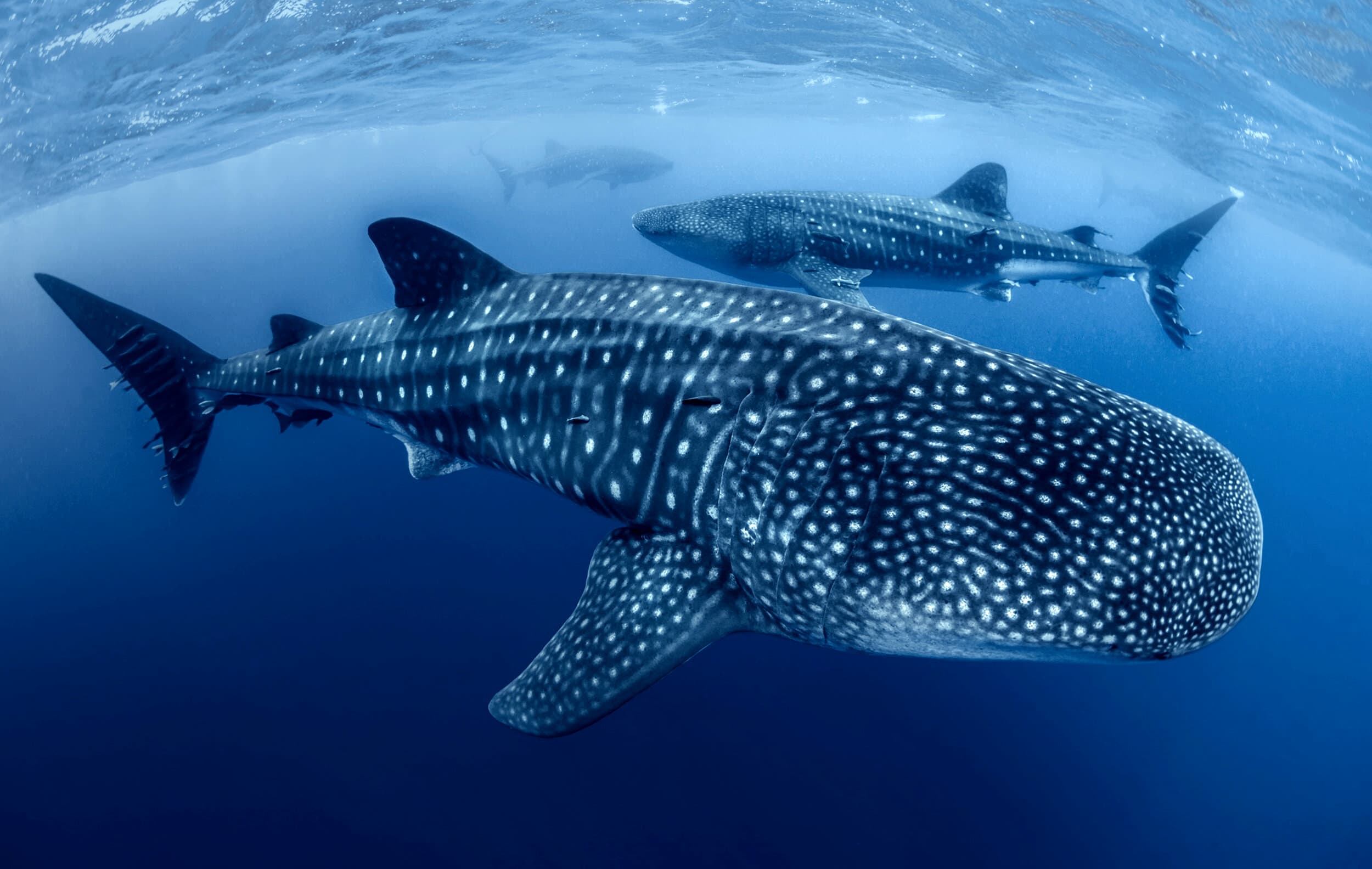 Global Whale Shark Research & Conservation Program