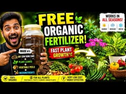 I Stopped Buying Chemical Fertiliser Forever 🌱 Instant Homemade Booster for All Plants! Fast Growth