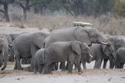Human-wildlife conflict increases in Zambezi - NAMPA