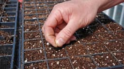 Seed Starting for Beginners Made Simple - Poppy's Garden