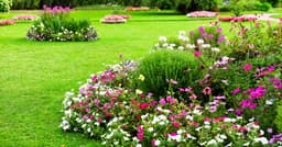 Common issue in your garden solved in seconds with ...
