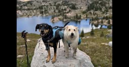 10 Tips for Backpacking With Your Dog