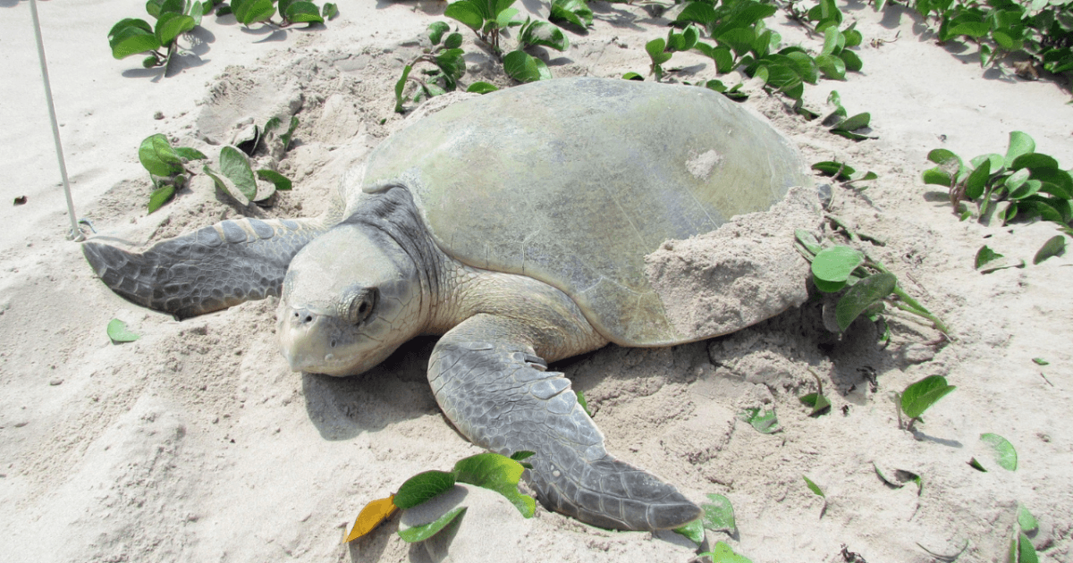 Five new Kemp's Ridley Sea Turtle nests found across Texas coast