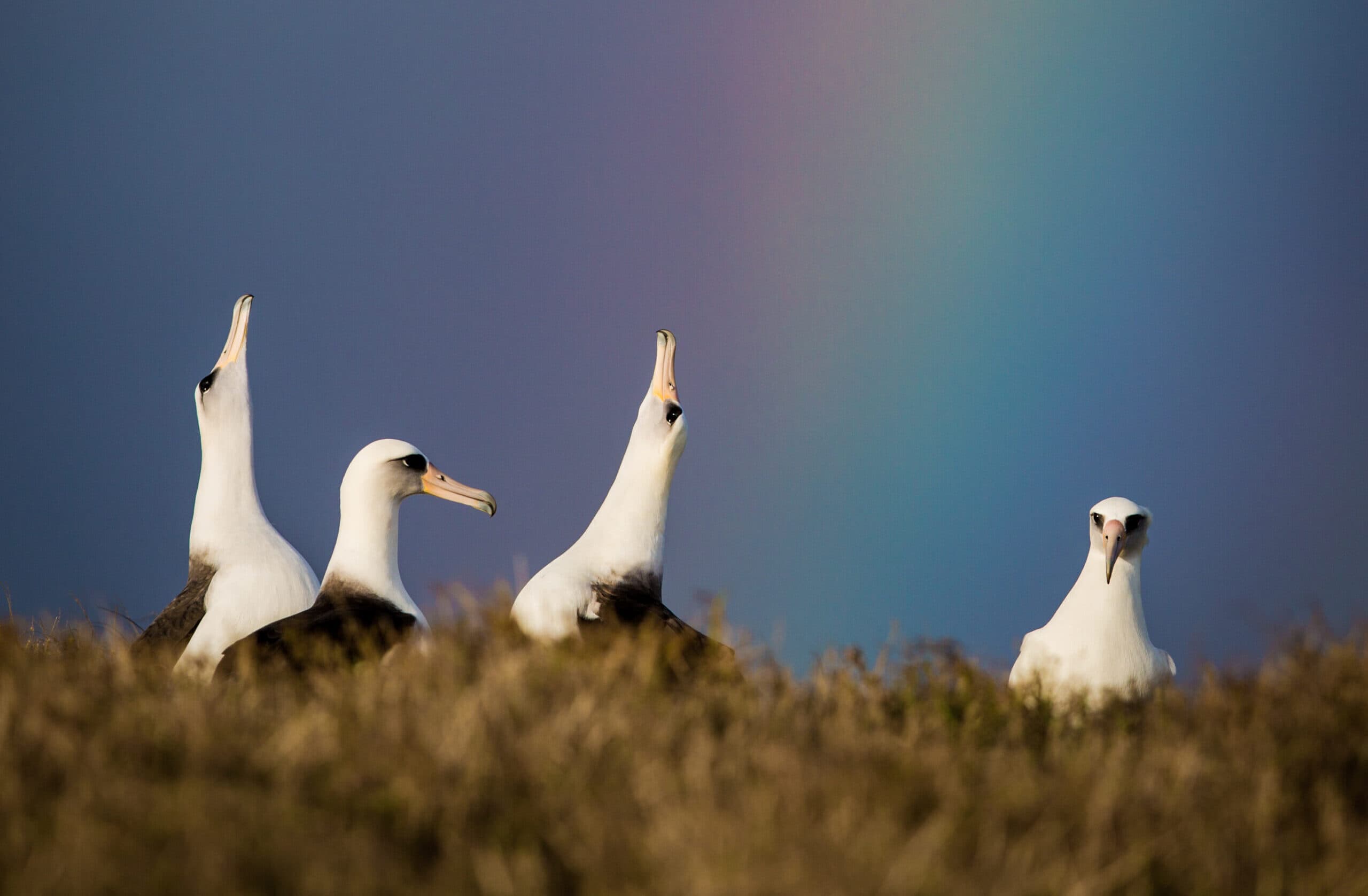 
                    Seabirds key to reliable ocean mercury tracking
            