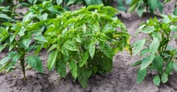 These Are The North Carolina Vegetables That Struggle In June Heat And What To Grow Instead