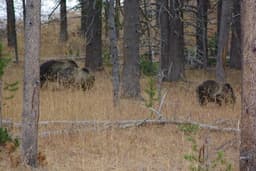 Calling One Acre of Forest “Secure Habitat” for Grizzly Bears Is Scientific Nonsense