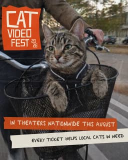 Film Focus: CatVideoFest 2026 and more to see in theaters ...