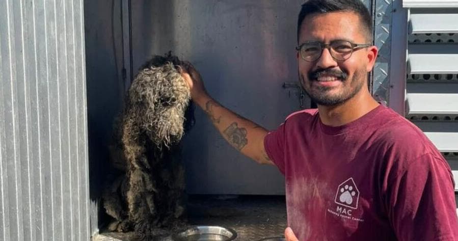 UPDATE: Dog rescued from Chattanooga drain pipe ...