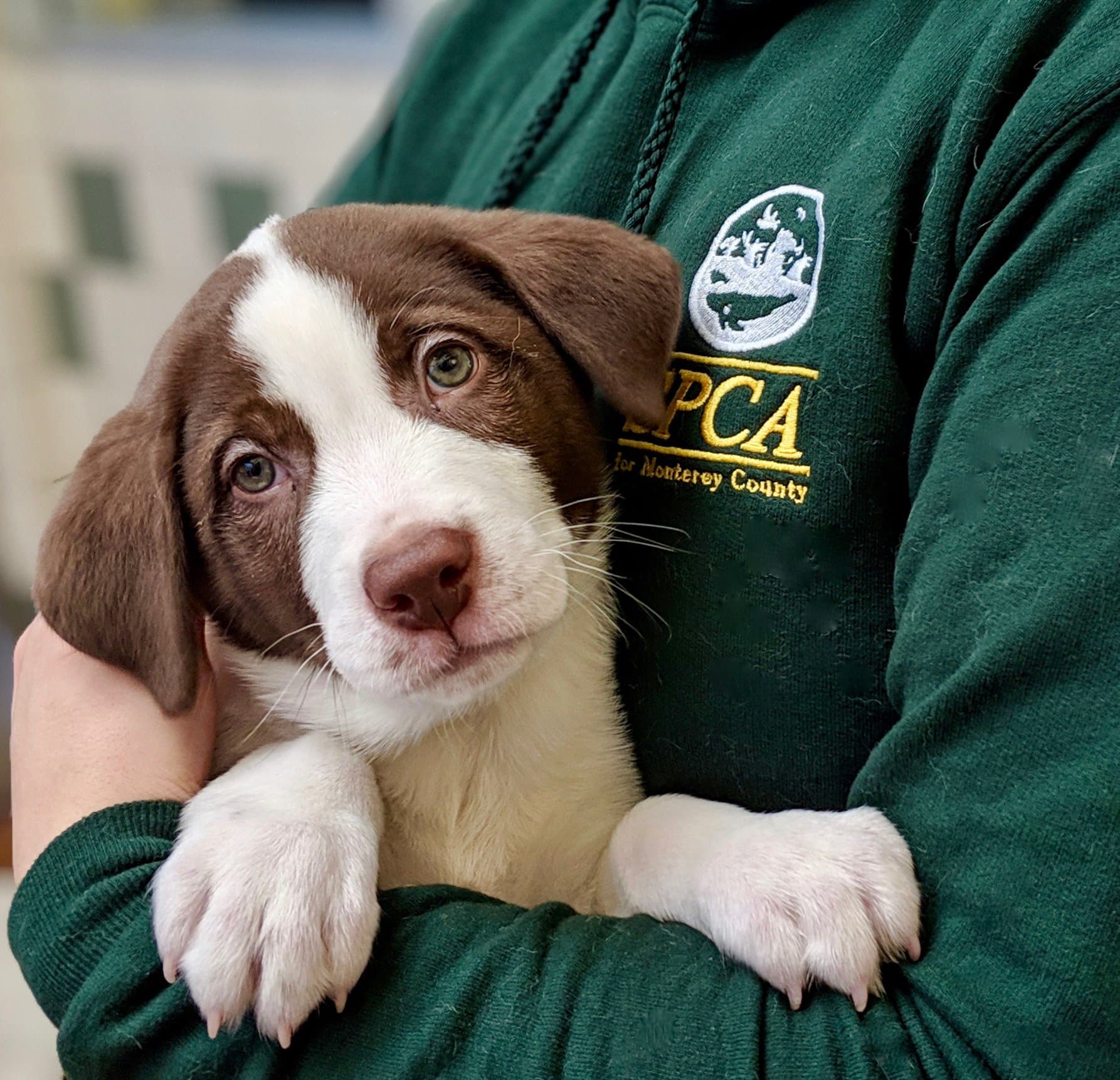 SPCA for Monterey County Events Calendar